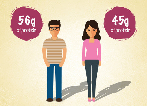What is The Average Daily Protein Intake Males and Females